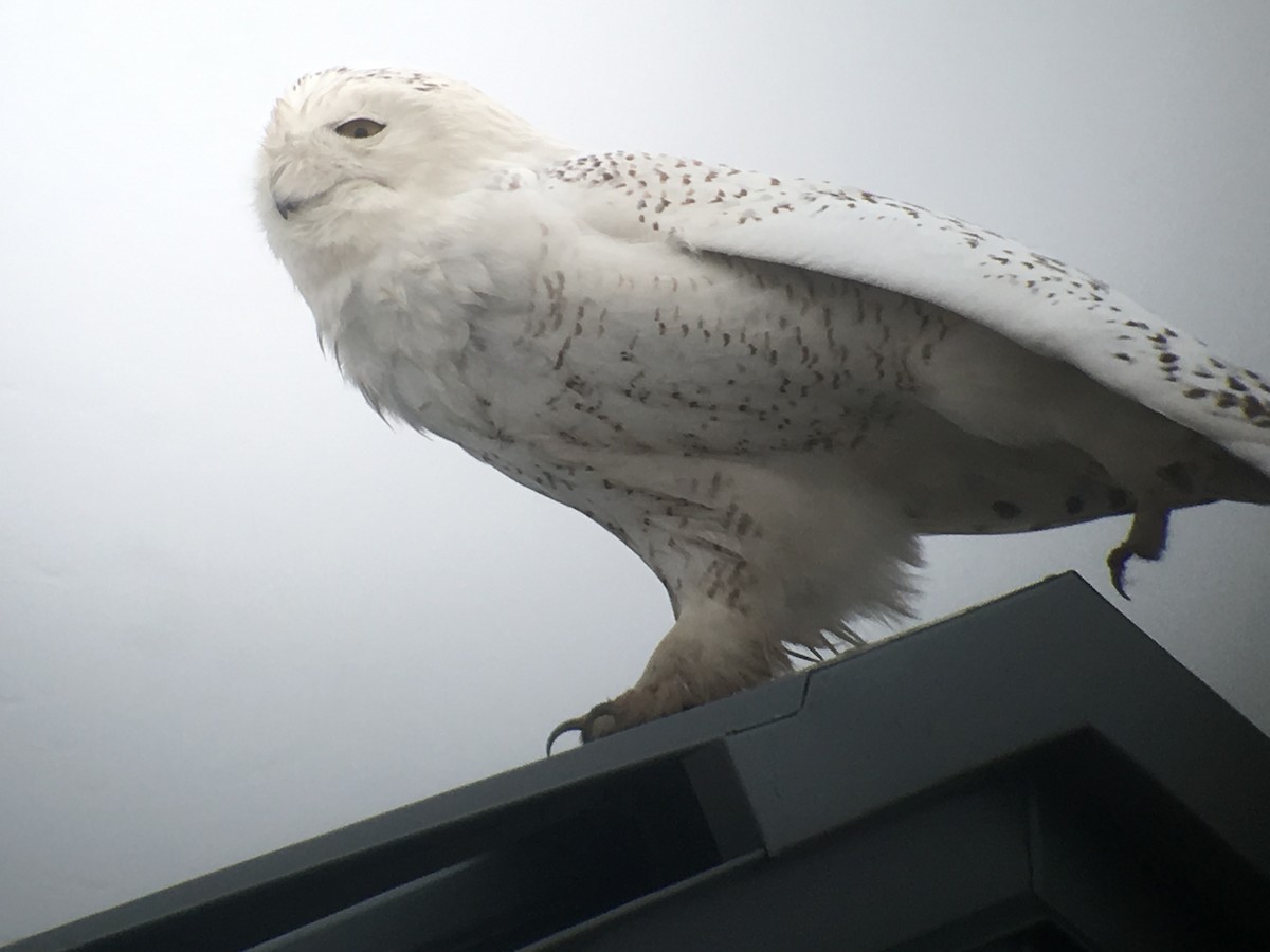 Snowy Owl - ML87204001