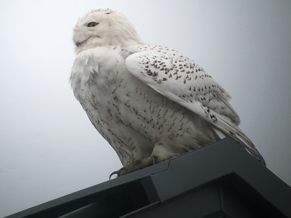 Snowy Owl - ML87204011