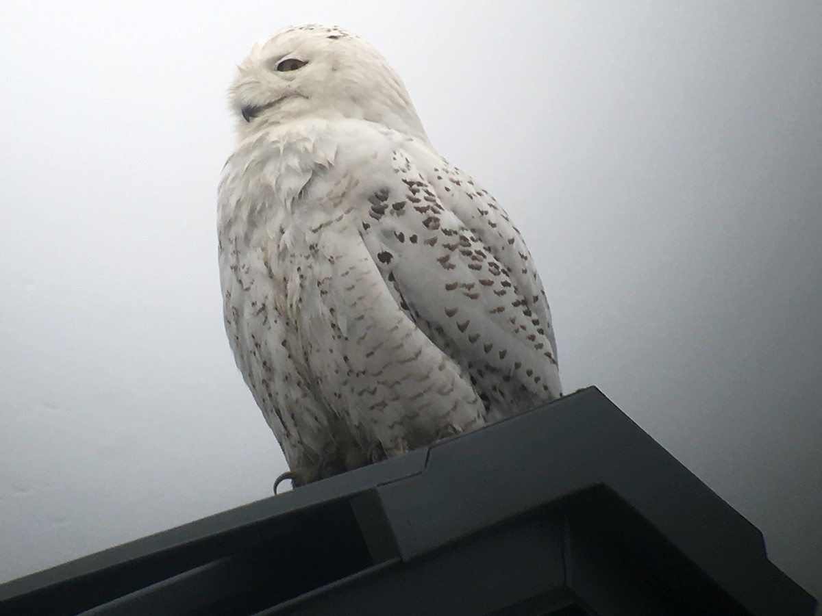 Snowy Owl - ML87204041