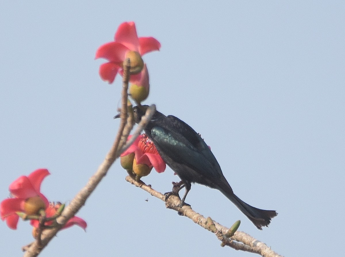 Hair-crested Drongo - HG Prashanthakumar