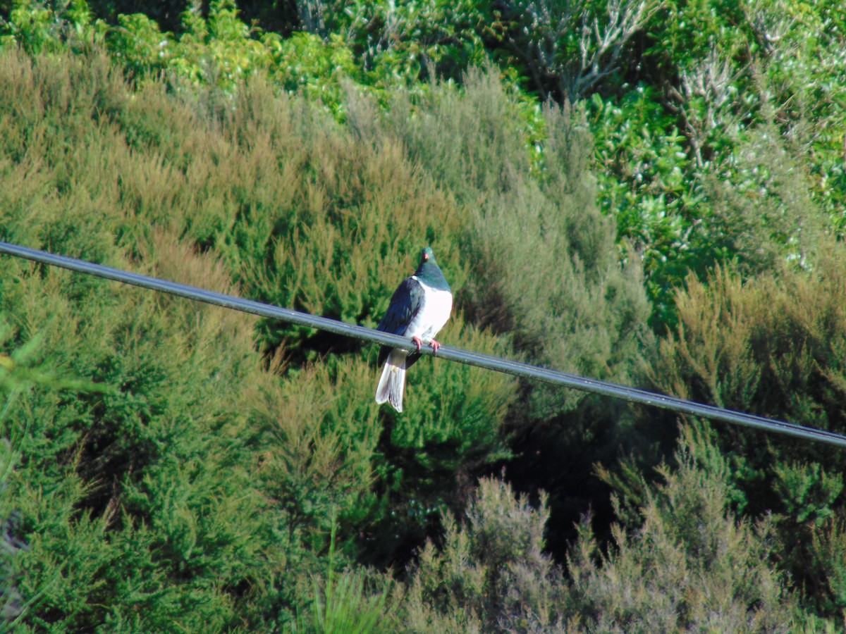 holub maorský - ML87205061