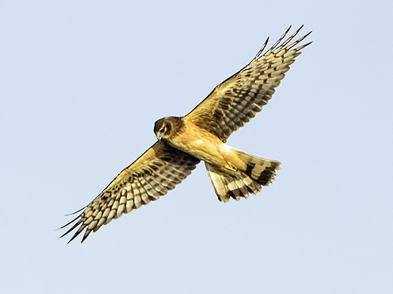 Northern Harrier - ML87205861