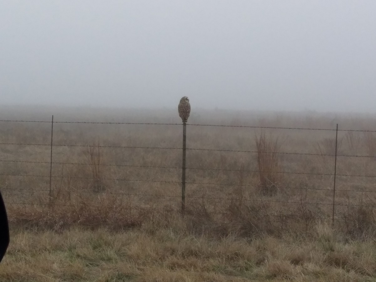 Short-eared Owl - ML87206271