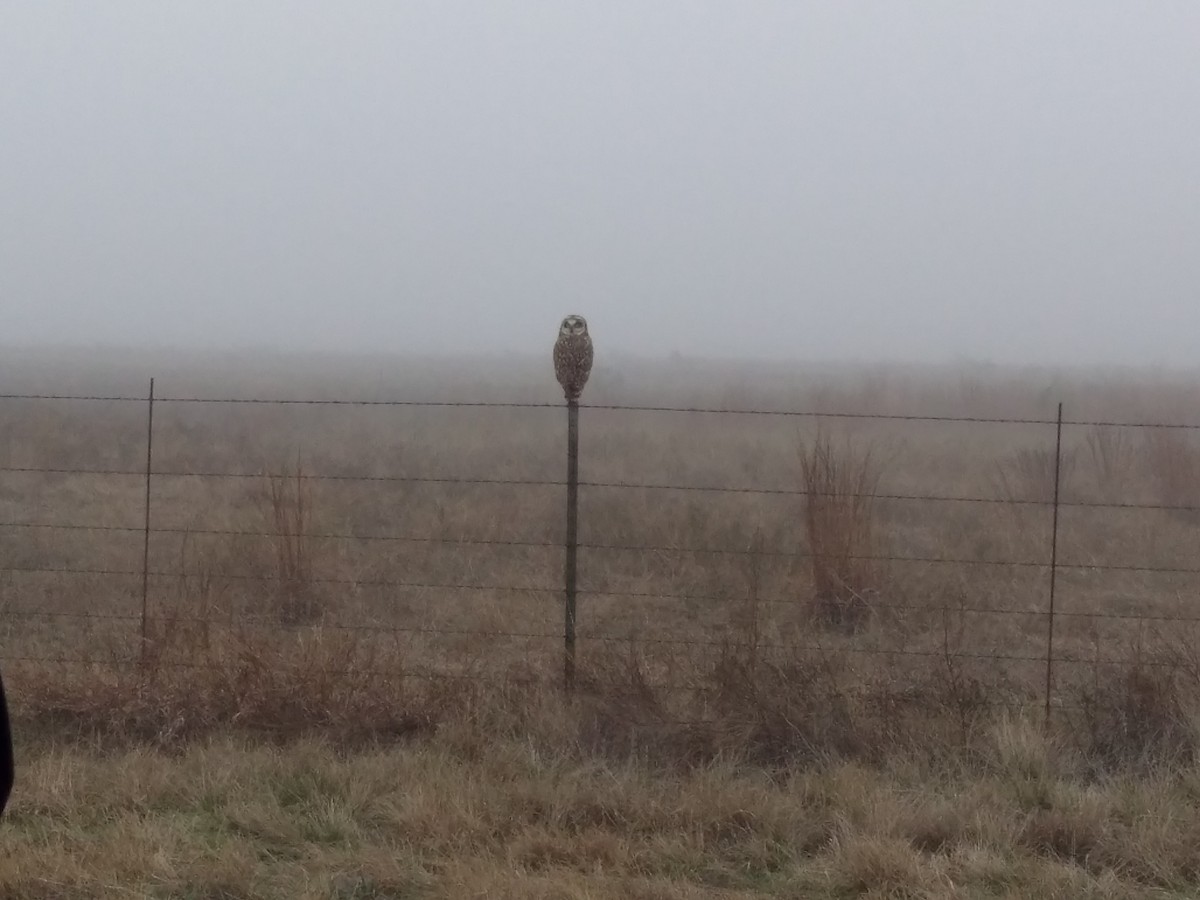 Short-eared Owl - ML87206281