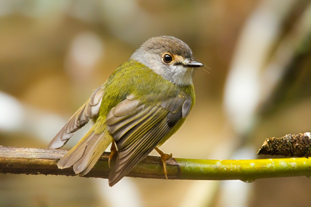 Pale-yellow Robin - Ilya Povalyaev