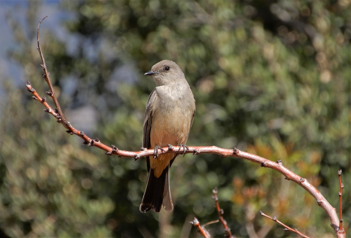 Say's Phoebe - ML87210531