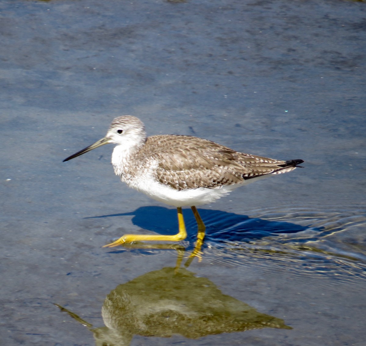 Greater Yellowlegs - Don Glasco