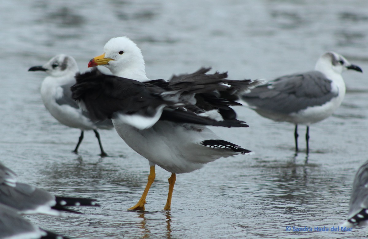 Belcher's Gull - ML87212561