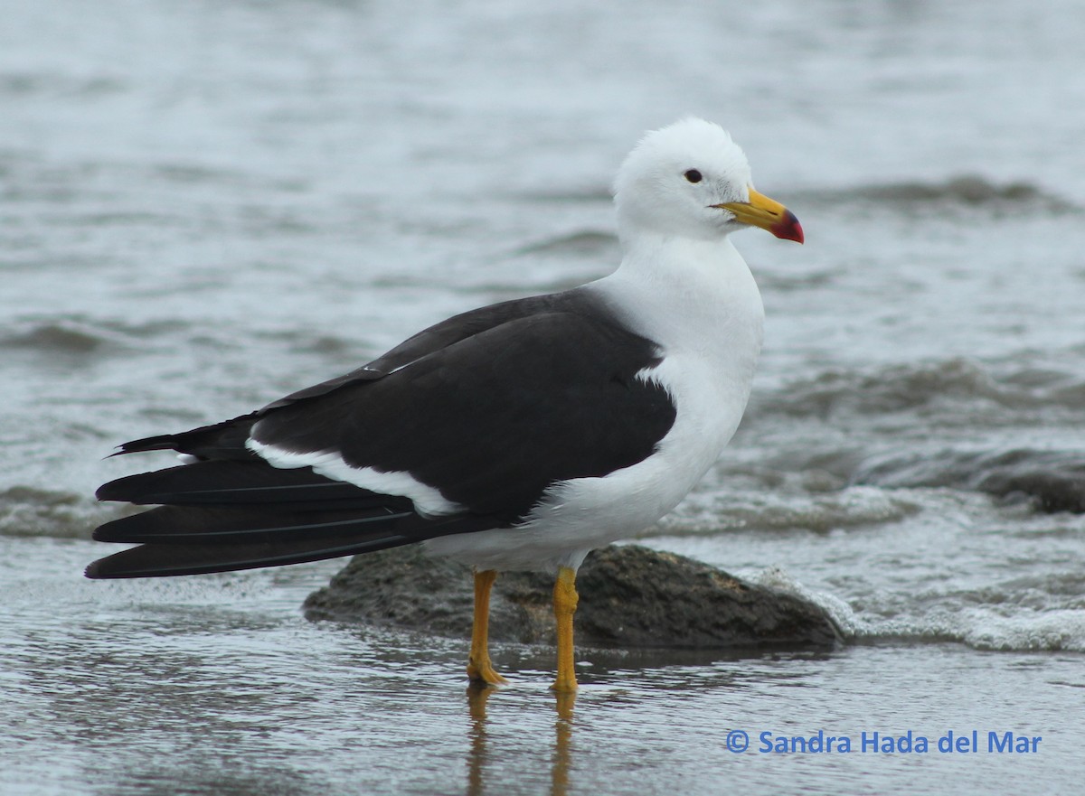 Belcher's Gull - ML87212911