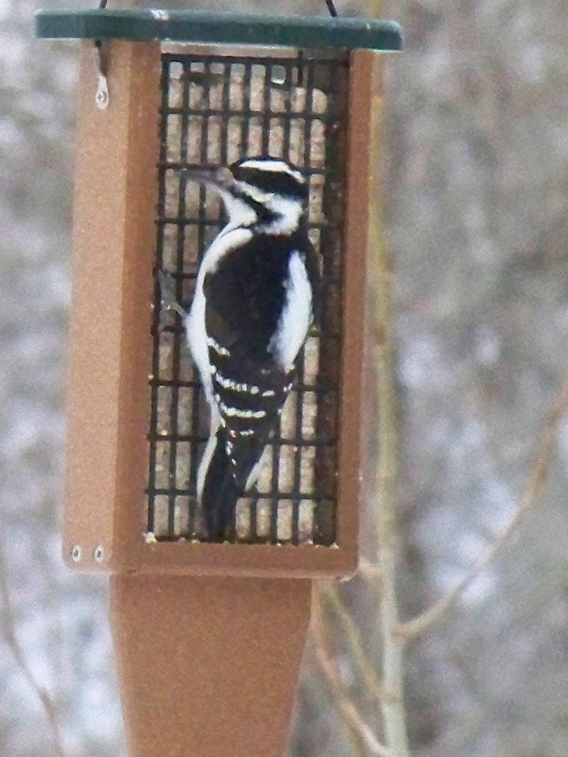 Hairy Woodpecker - ML87213431