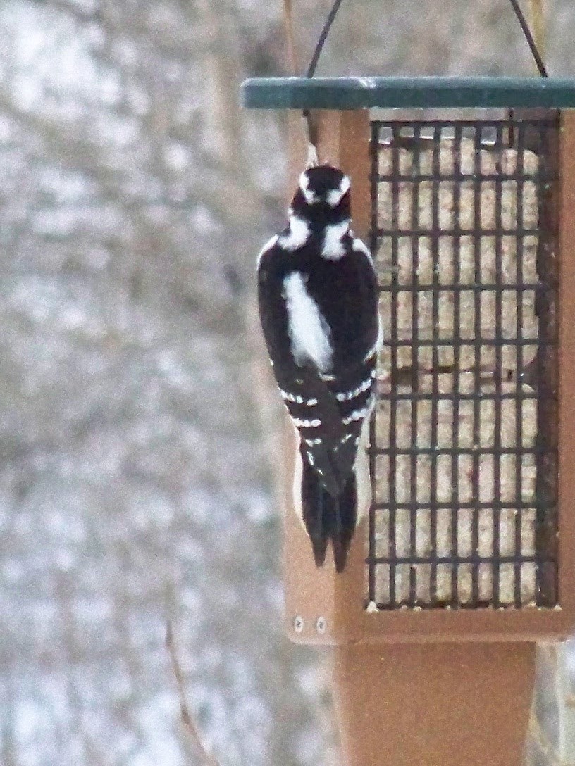 Hairy Woodpecker - ML87213441