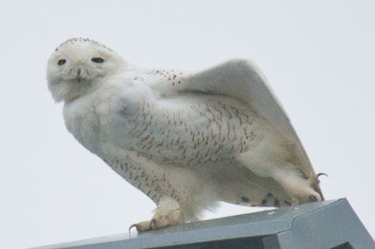 Snowy Owl - ML87216991