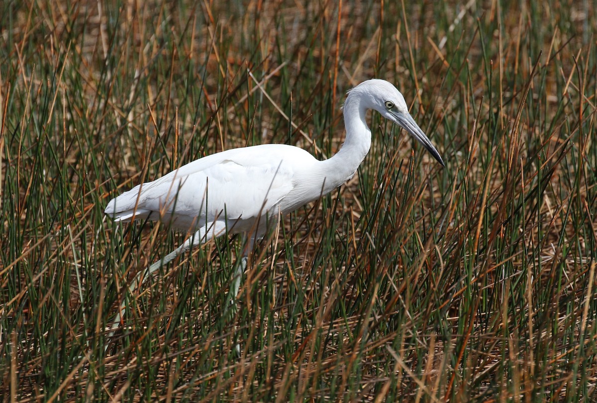 Little Blue Heron - Matthew Grube