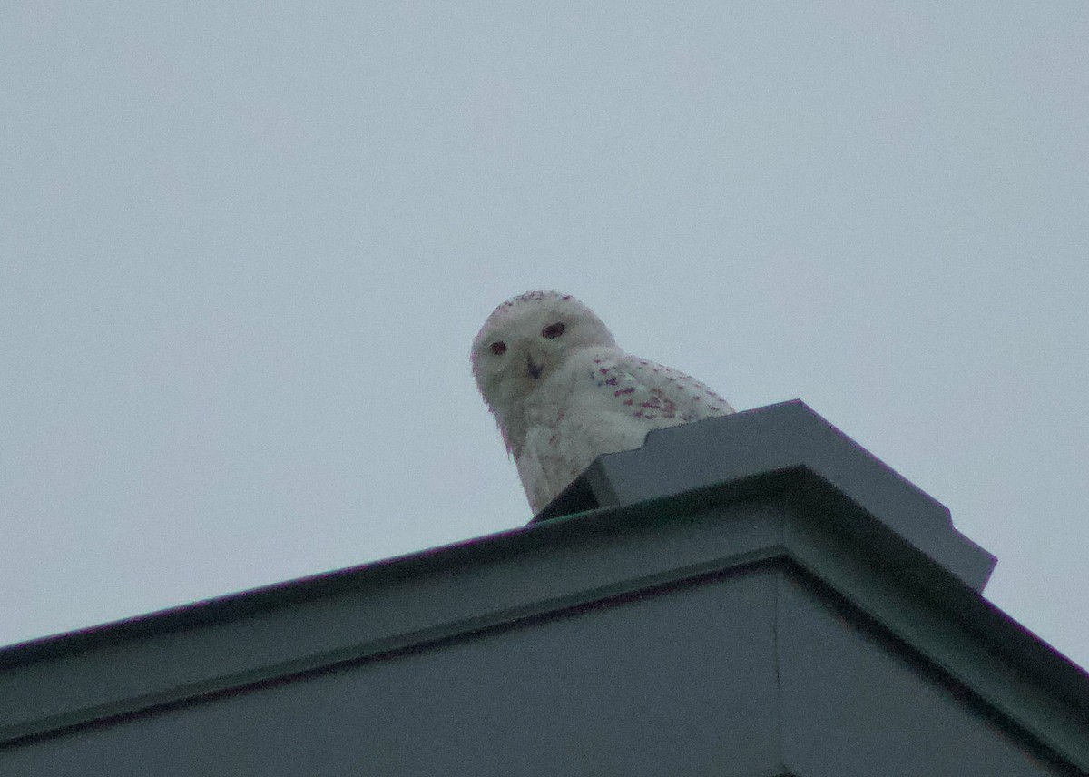 Snowy Owl - ML87218241