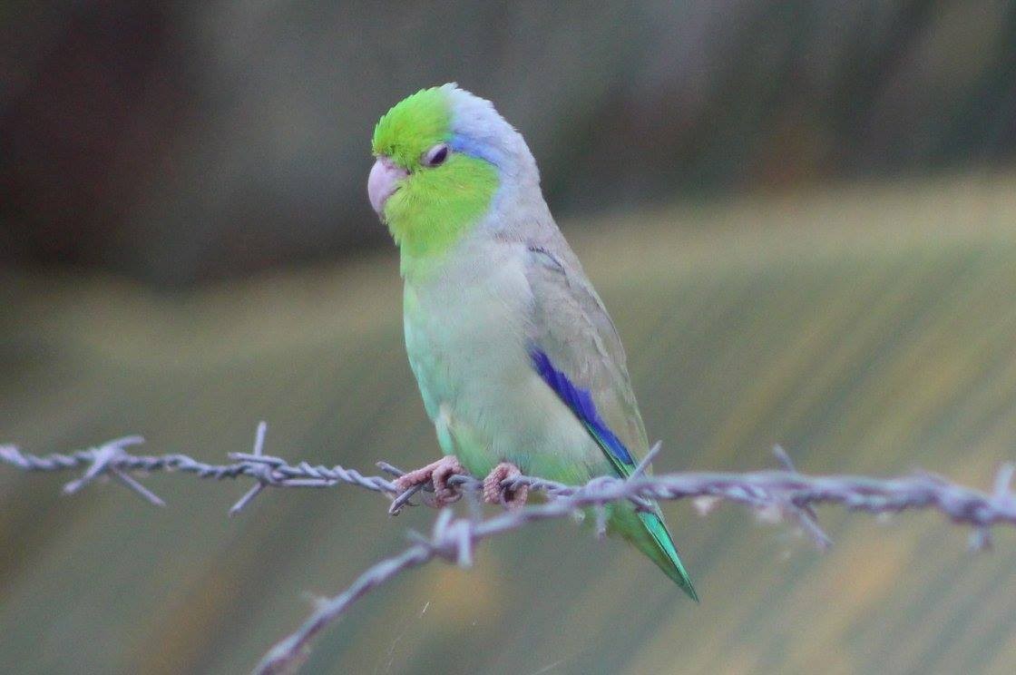 Pacific Parrotlet - ML87218621