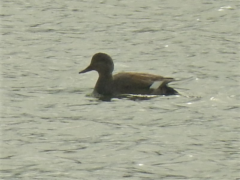 Gadwall - ML87220571