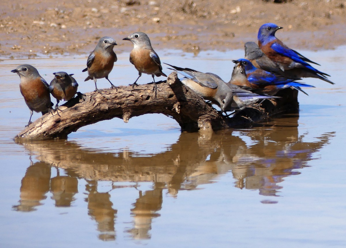 Western Bluebird - ML87220861