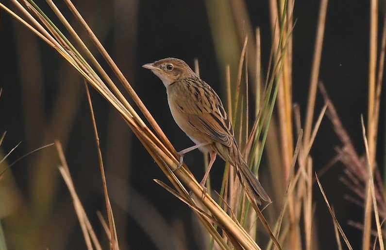 Bristled Grassbird - TheNatureTrust (GroupAccount)