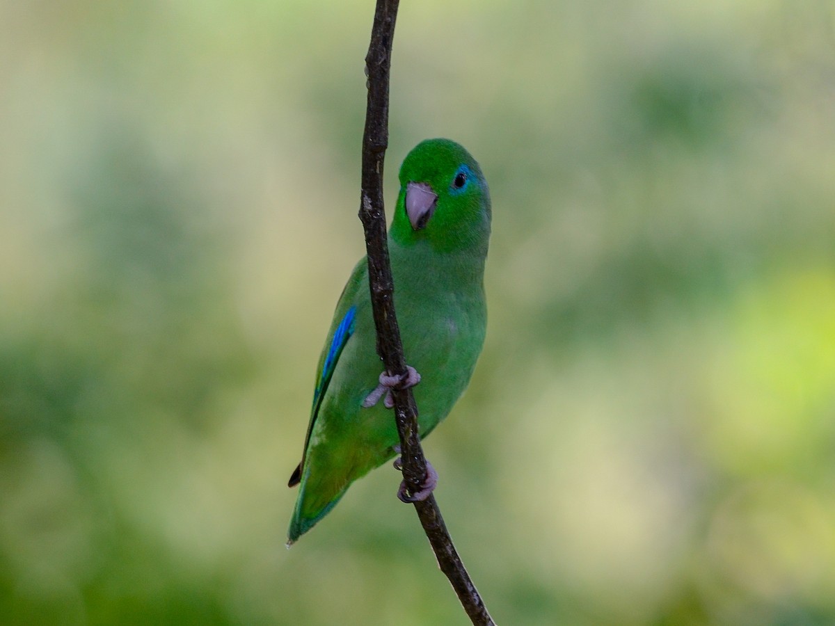 Spectacled Parrotlet - Bob Hasenick