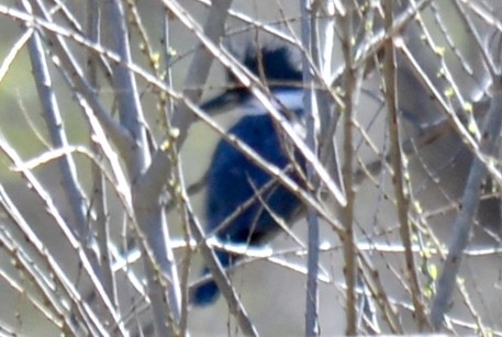 Belted Kingfisher - ML87227211