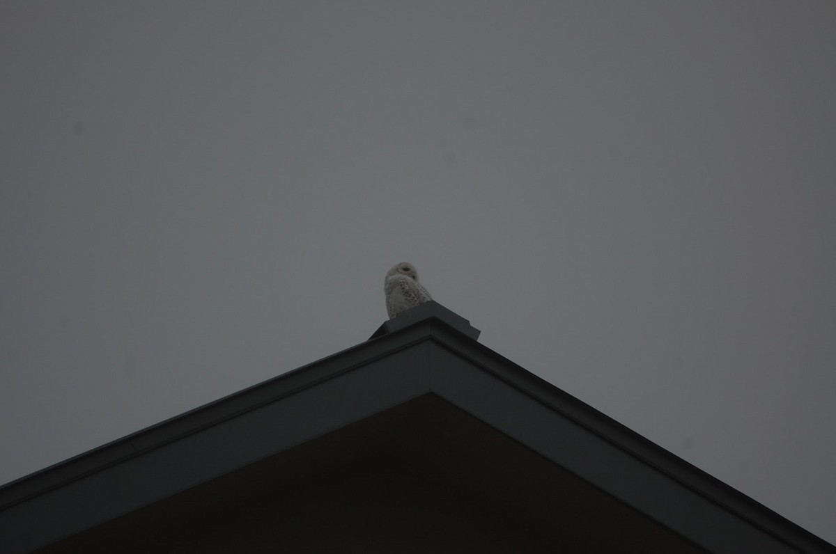 Snowy Owl - ML87227651