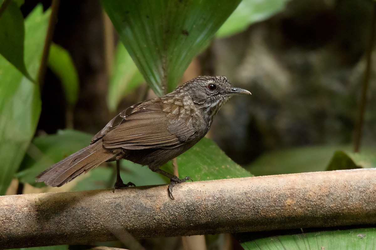 Variable Limestone Babbler - Ayuwat Jearwattanakanok