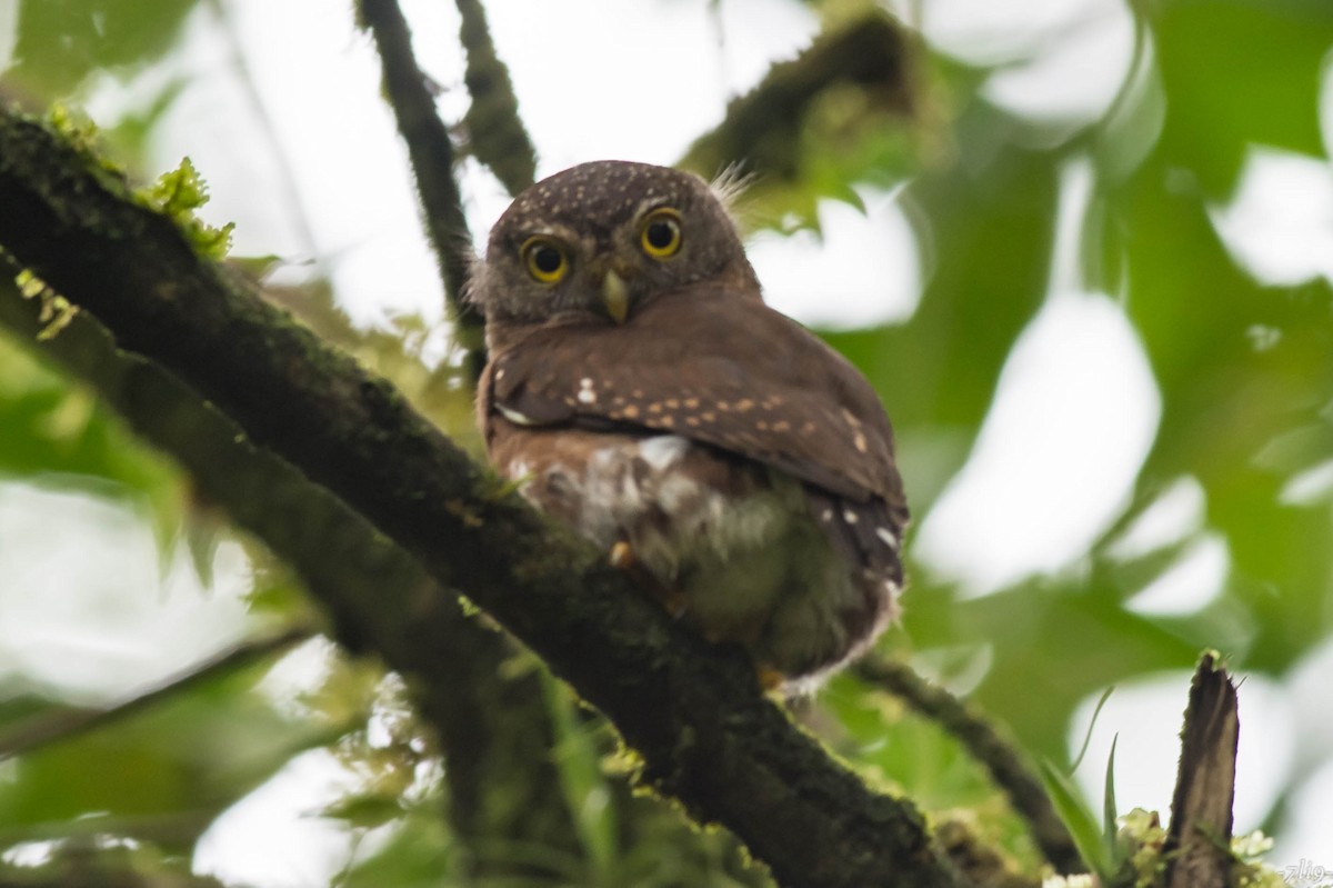 Central American Pygmy-Owl - ML87229641