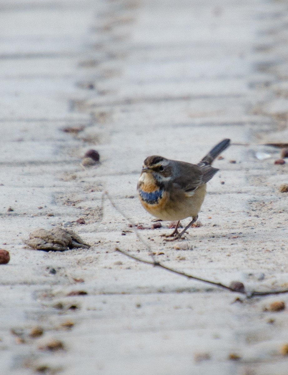 Bluethroat - HARSHJEET BAL