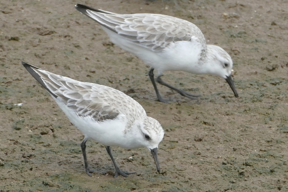 Sanderling - Peter Kaestner