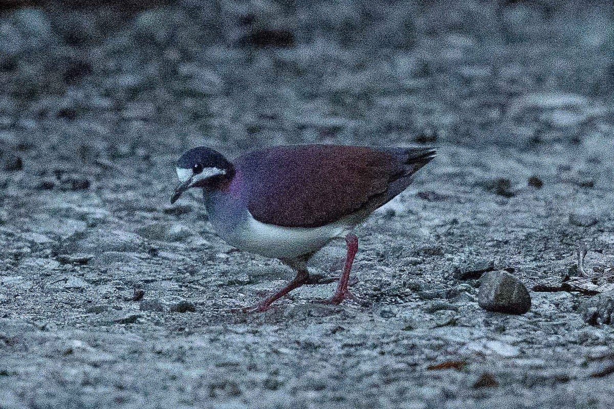 Paloma Perdiz Purpúrea - ML87231611