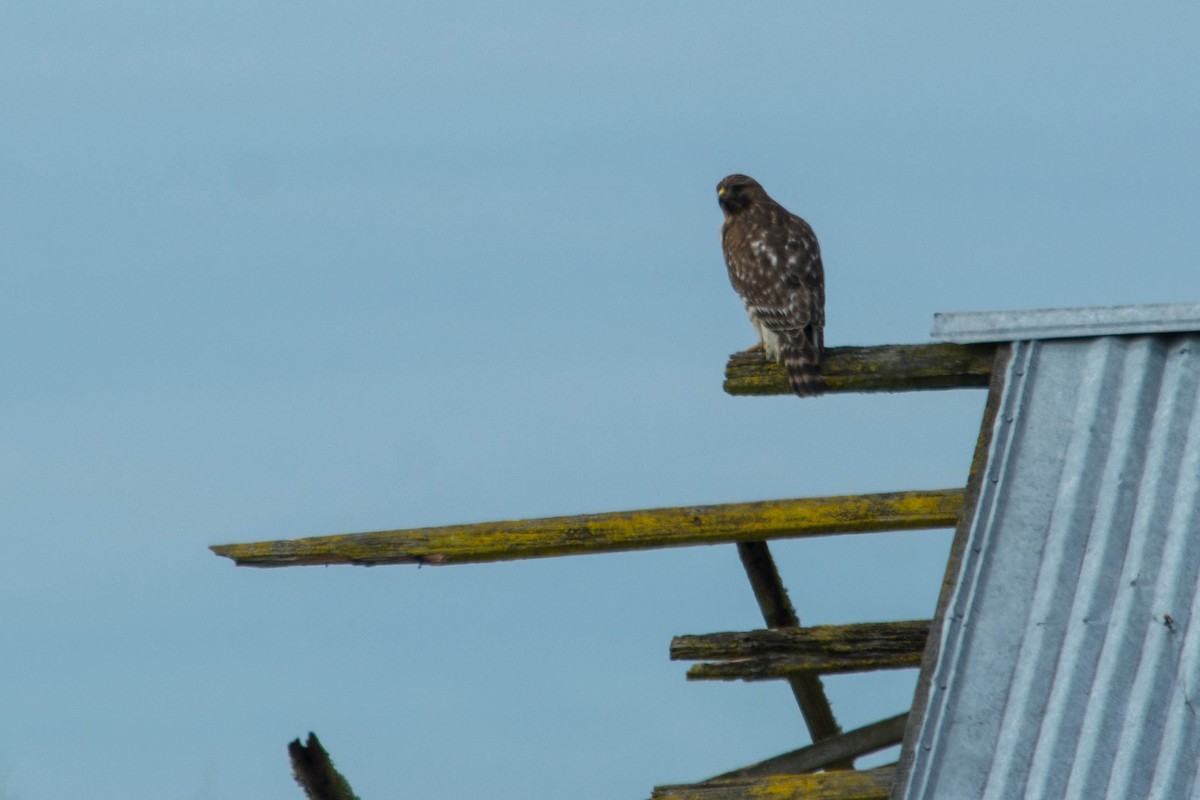 Red-shouldered Hawk - ML87232281