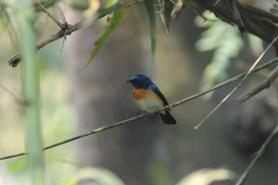 Blue-throated Flycatcher - ML87232971