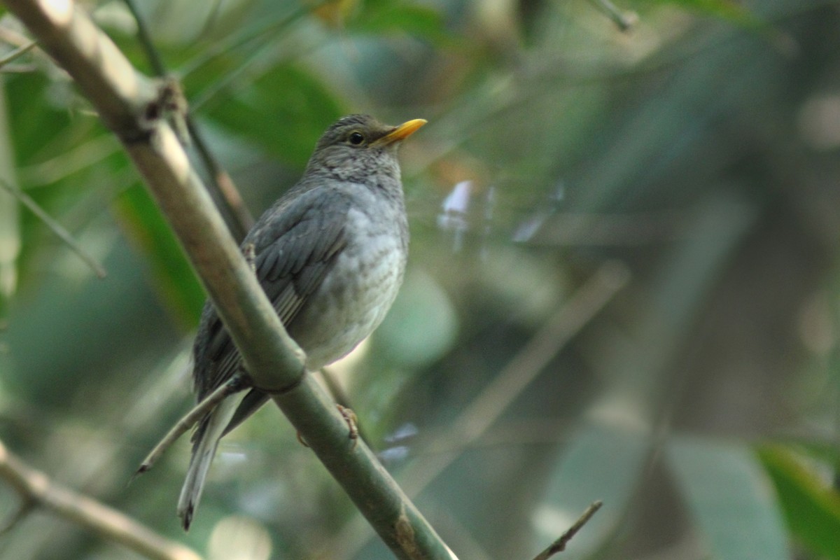 Tickell's Thrush - ML87233081