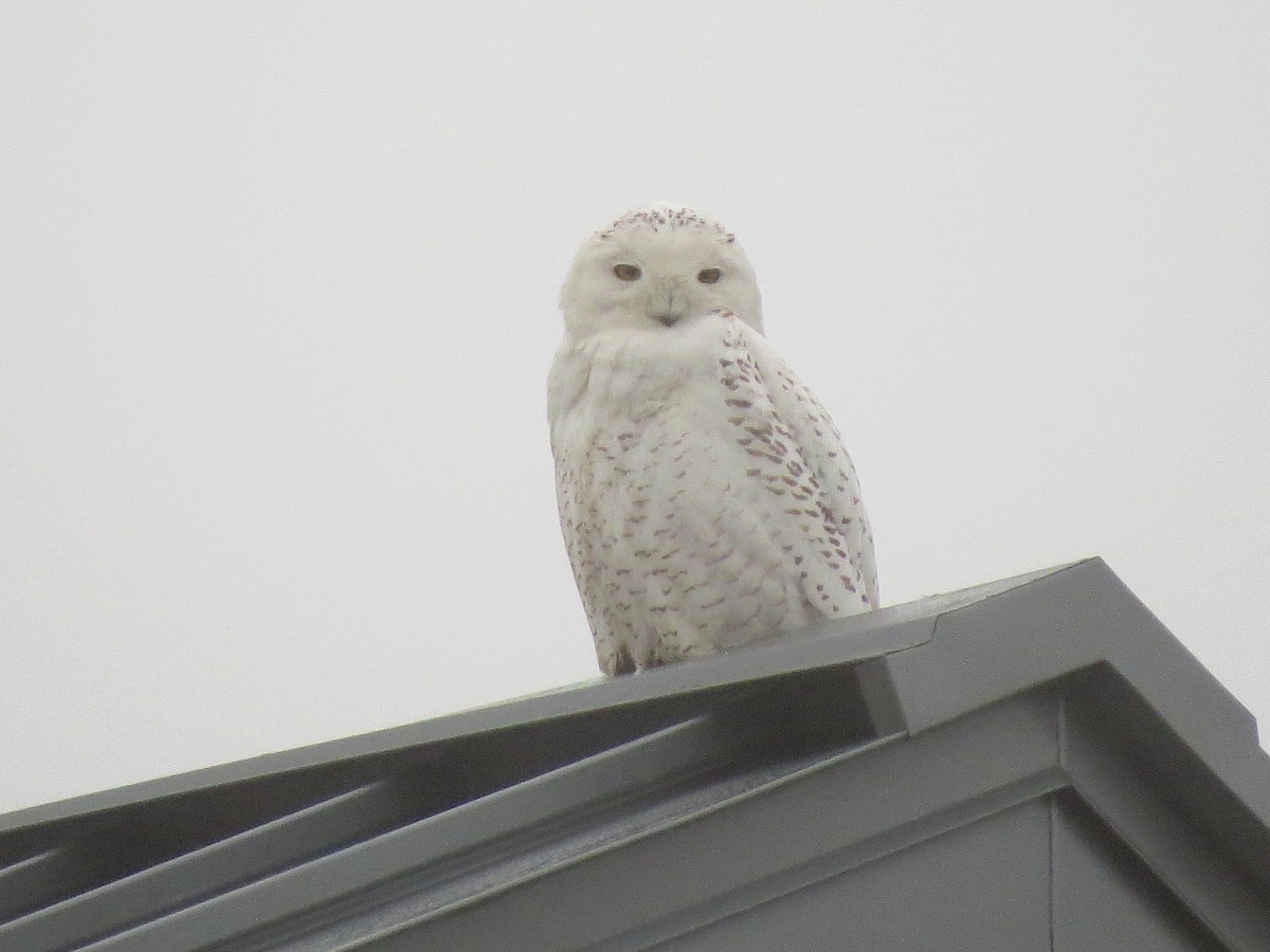 Snowy Owl - ML87233191