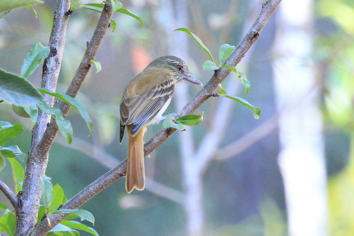 カギハシタイランチョウ - ML87234661