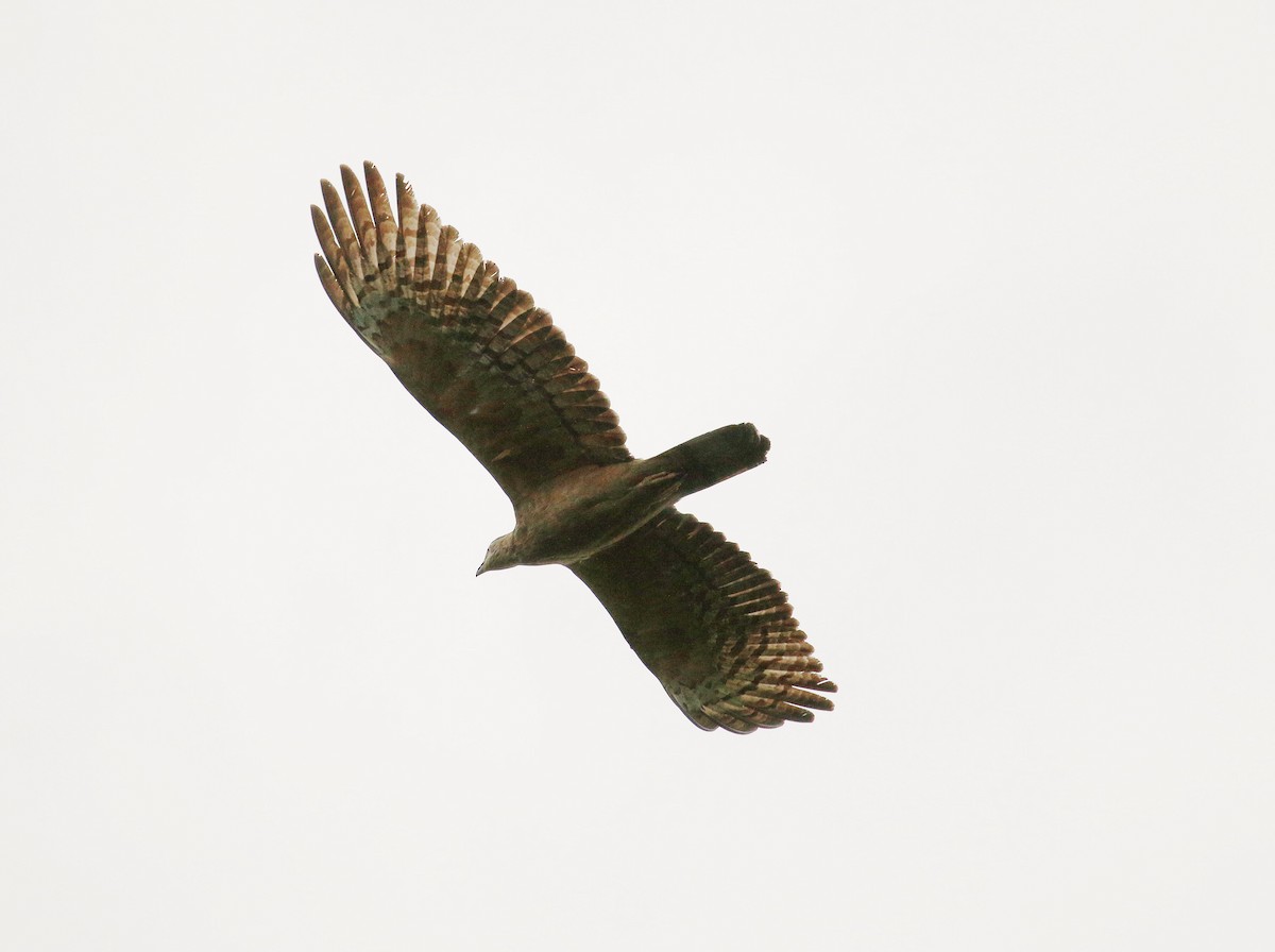 Oriental Honey-buzzard - ML87235331