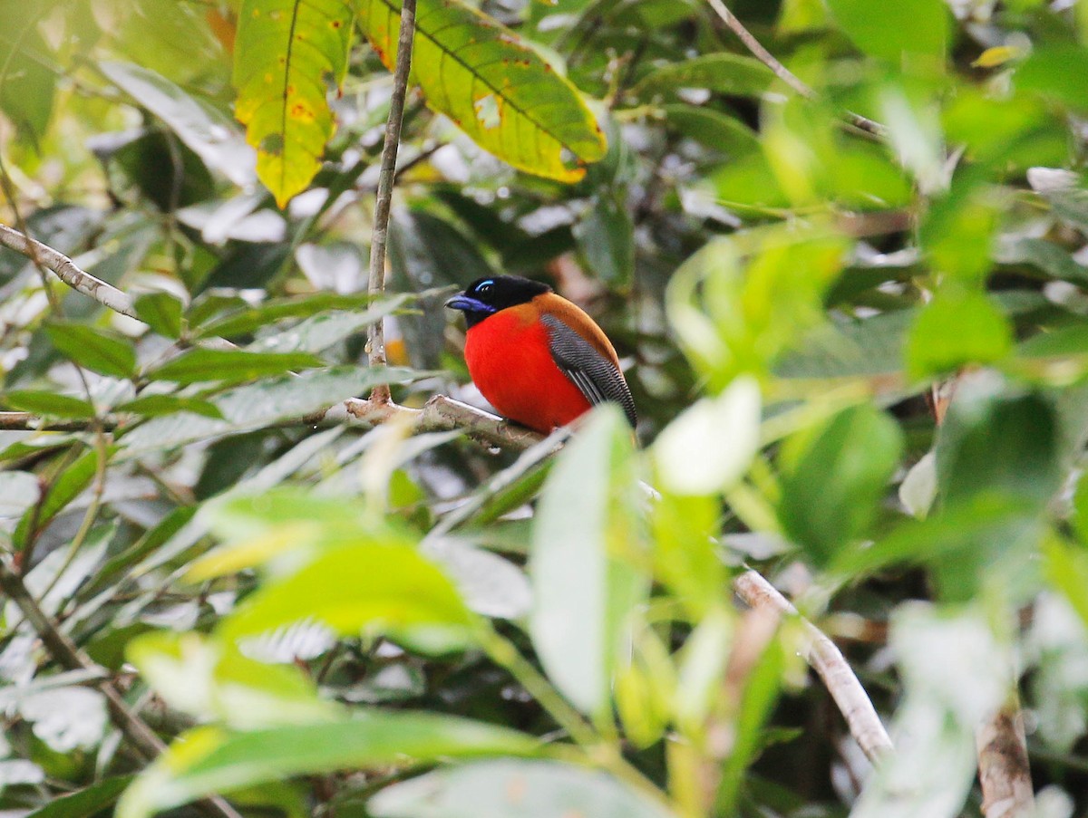 trogon šarlatový - ML87235411