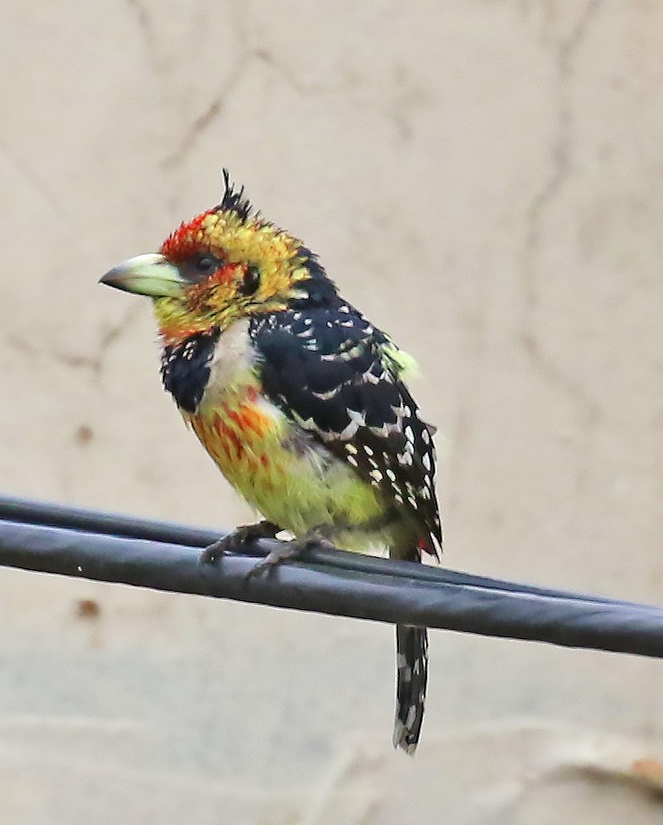 Crested Barbet - ML87235441