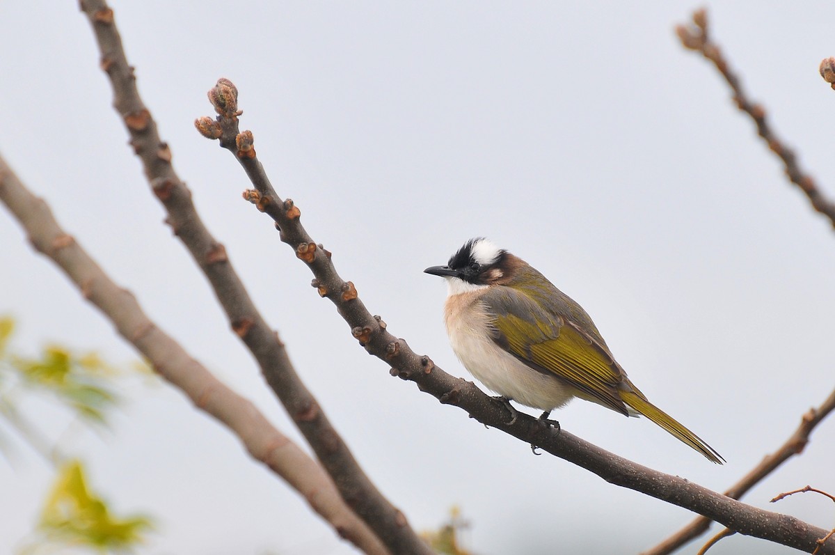 Light-vented Bulbul - Cheng-Ru Tsai