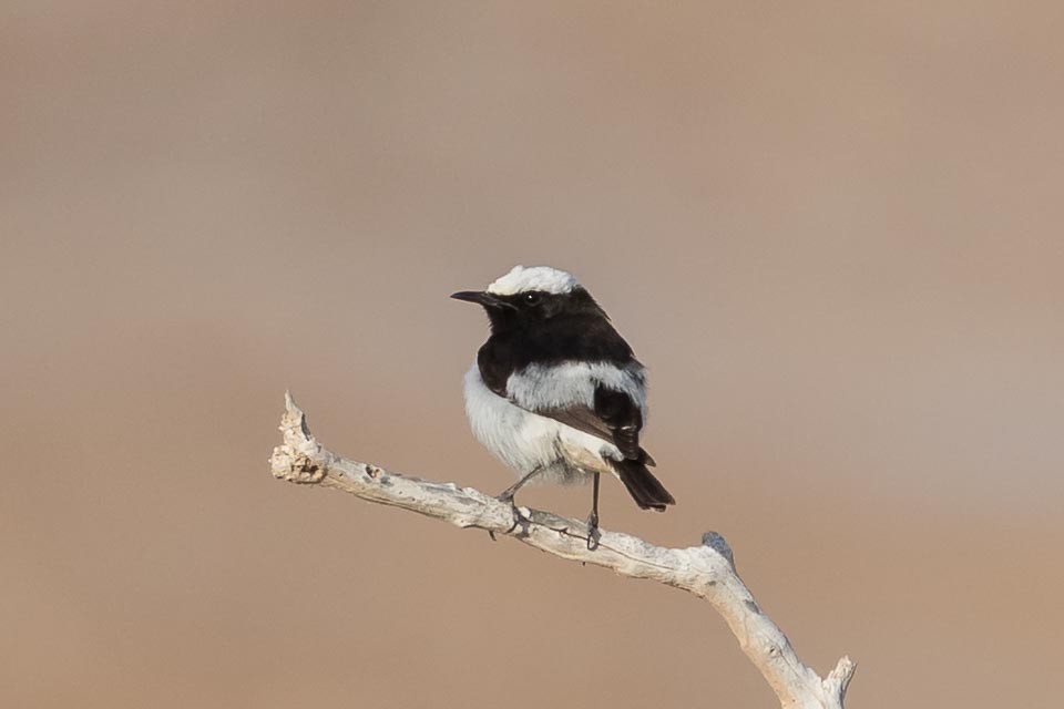 Arabian Wheatear - James Kennerley