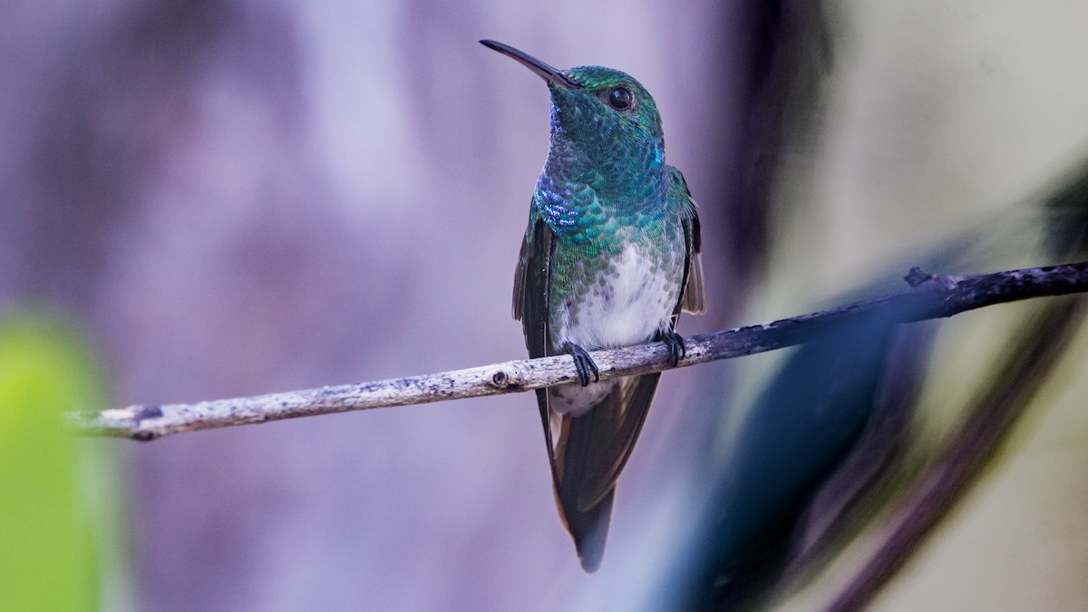 Mangrove Hummingbird - ML87238041