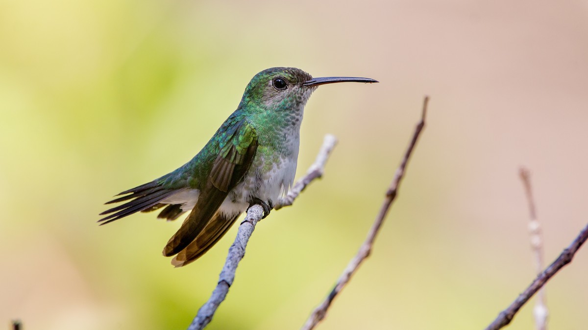 Mangrove Hummingbird - ML87238051