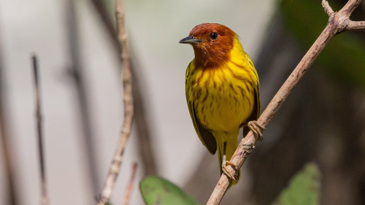 Northern/Mangrove Yellow Warbler - ML87238141