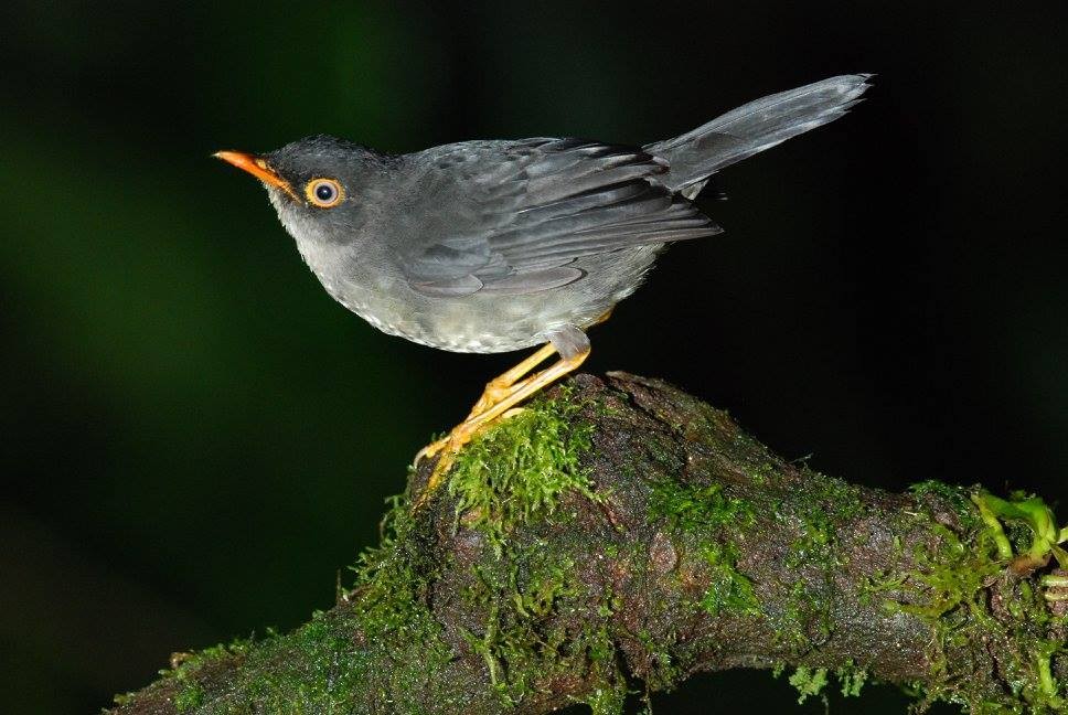 Slaty-backed Nightingale-Thrush - David Weaver