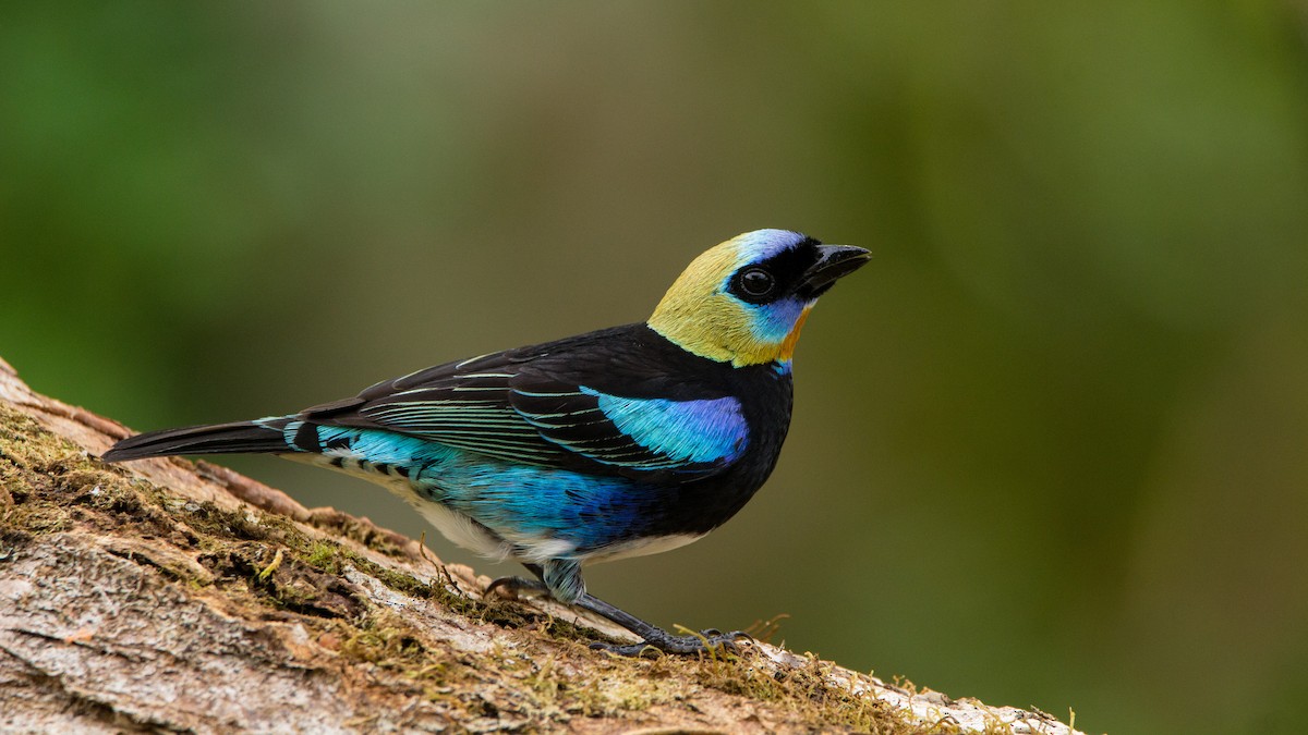 Golden-hooded Tanager - ML87239311