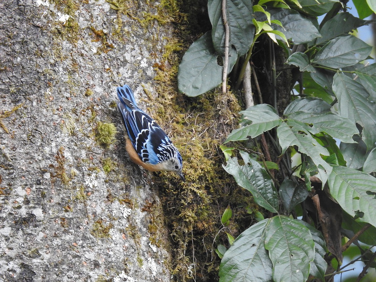 Beautiful Nuthatch - Aparajita Datta