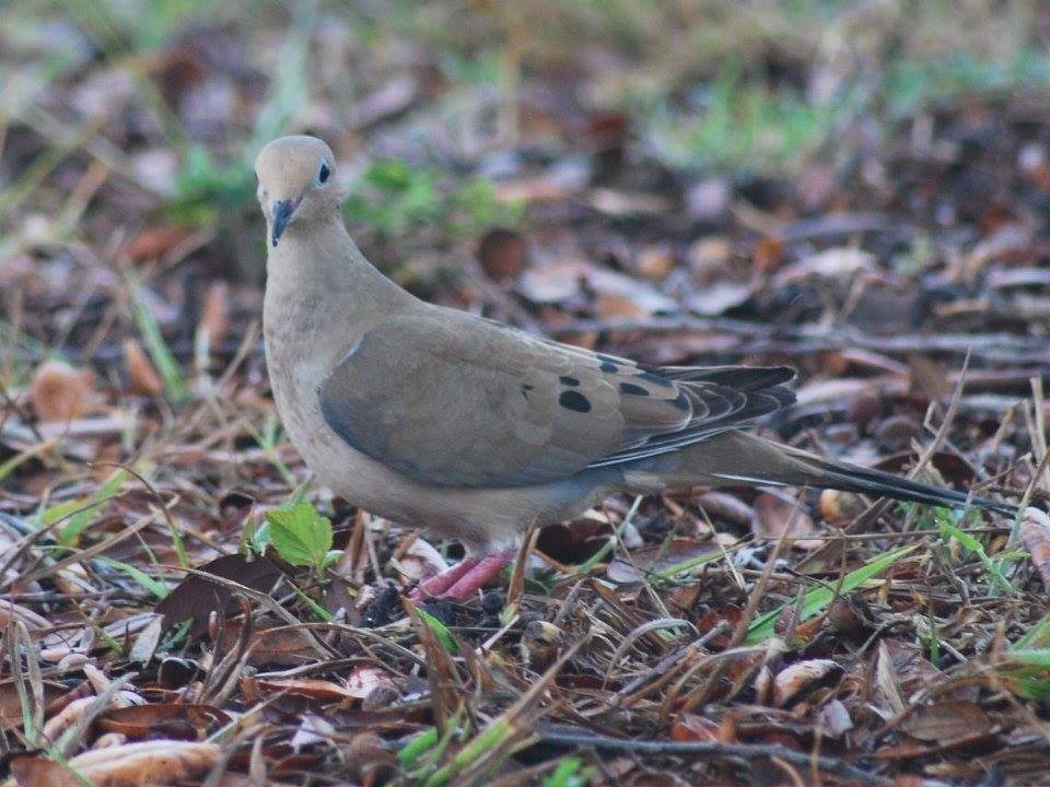 Mourning Dove - ML87242011