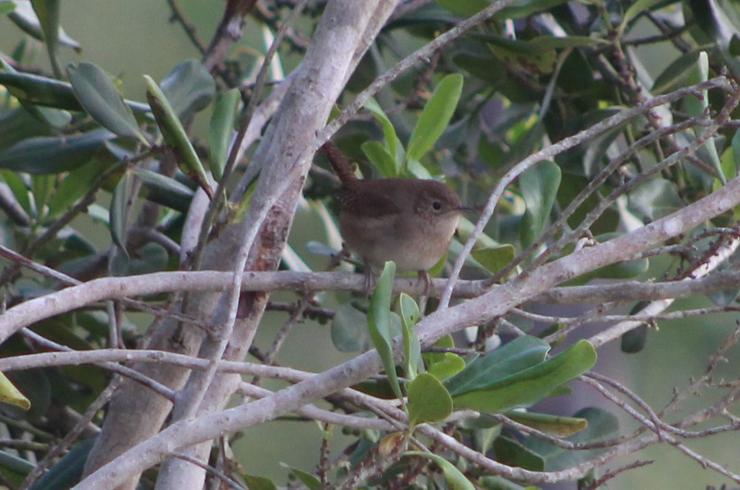 House Wren - ML87242221