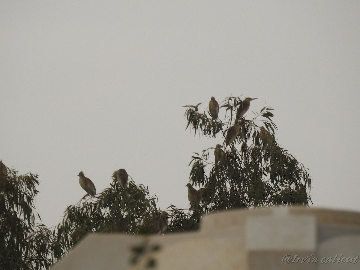 Squacco Heron - ML87242701