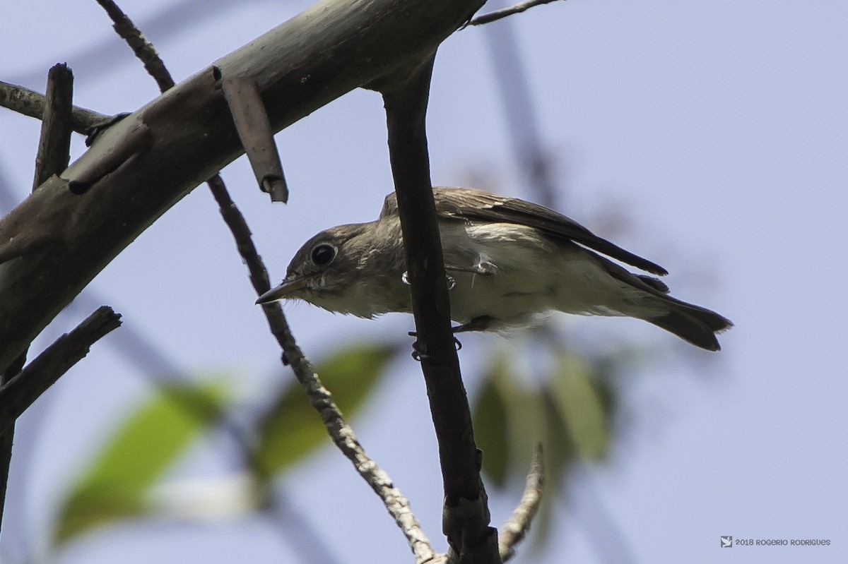 Asian Brown Flycatcher - Rogério Rodrigues